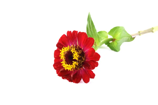 赤い花 (Helenium 牛) — ストック写真