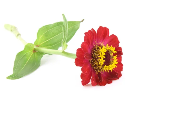 Röd blomma (Helenium autumnale) — Stockfoto
