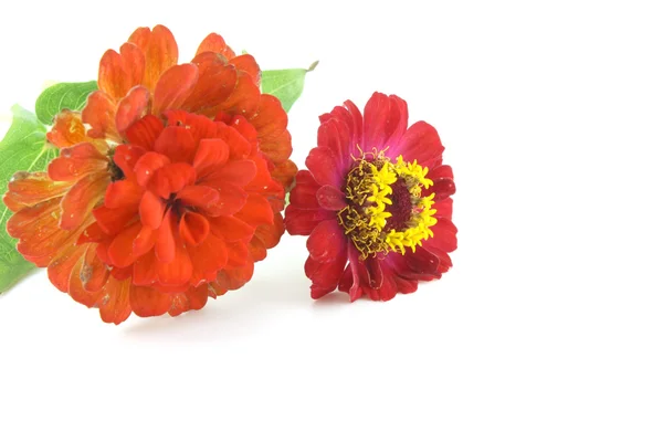 Red flowers over white — Stock Photo, Image