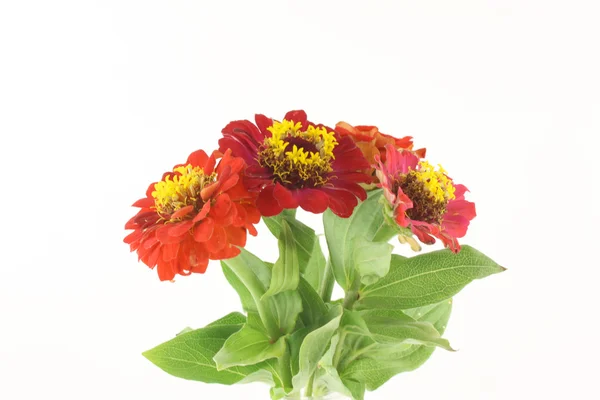 Flores vermelhas (Helenium autumnale ) — Fotografia de Stock