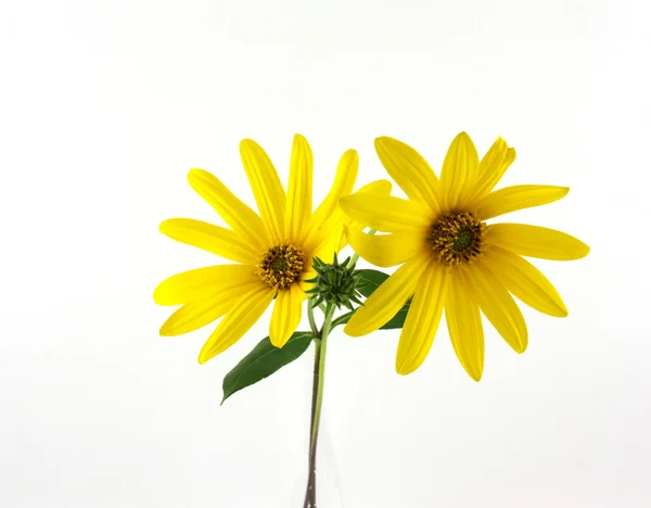 Yellow flowers Royalty Free Stock Images