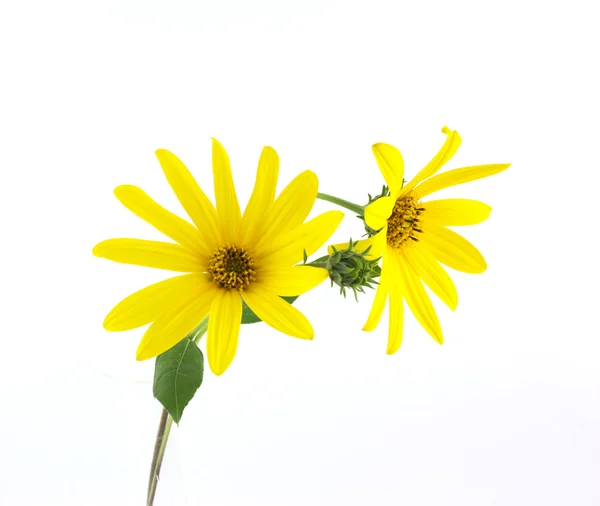 Yellow flowers Stock Photo
