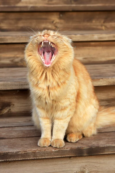 Stock image Cat yawning