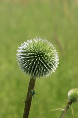 Yeşil thistle