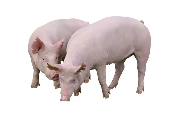 Свиньи, изолированные на белом — стоковое фото