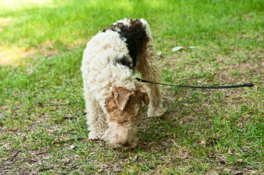 ormanda köpek