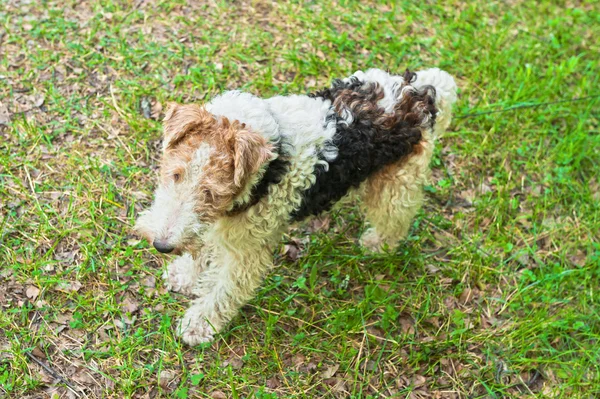 stock image Dog in the woods