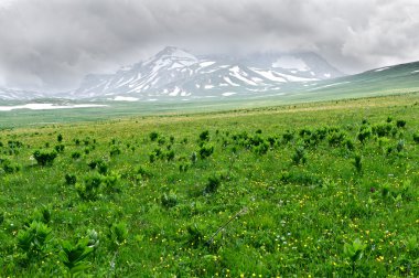 Yaz manzarası