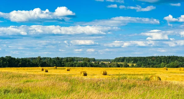 Geel veld — Stockfoto