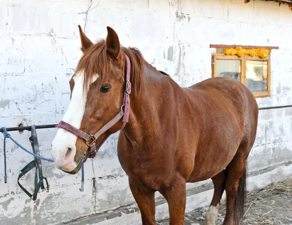 Портрет лошади — стоковое фото
