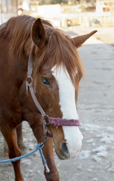 Een portret van een paard — Stockfoto