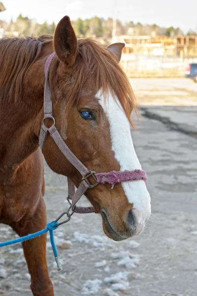Un portrait de cheval — Photo