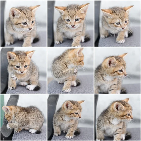 En liten kattunge — Stockfoto
