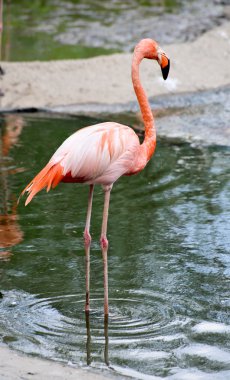 Flamingo