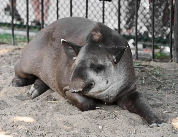 Sleeping tapir — Stock Photo, Image