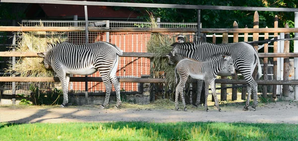 Familjen zebror — Stockfoto