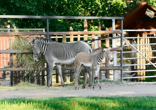 Family of zebras — Stock Photo, Image