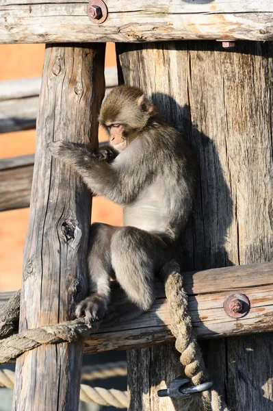 Maymun. — Stok fotoğraf