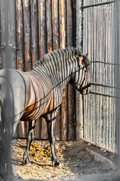 Häst i en bur — Stockfoto