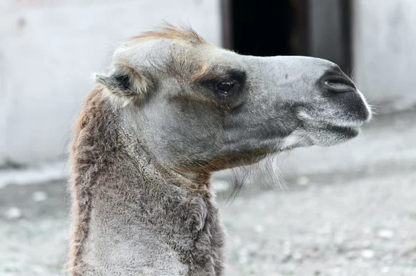 Porträtt av en kamel — Stockfoto