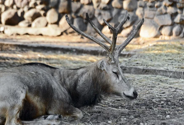 Deer resting — Stock Photo, Image