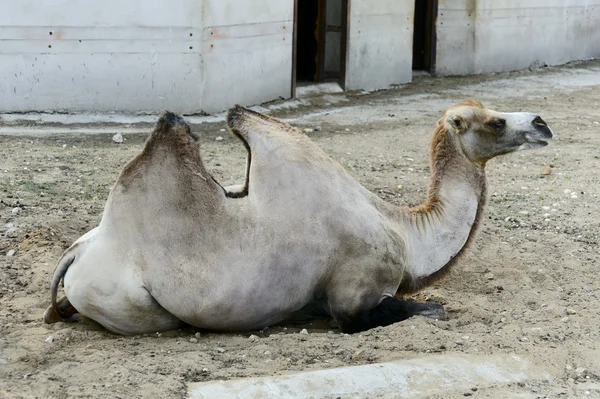 Camel lies — Stock Photo, Image