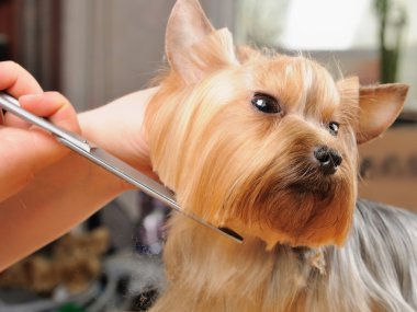 Professional grooming clipart