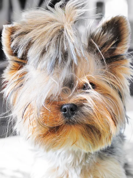 Cachorro yorkshire terrier —  Fotos de Stock