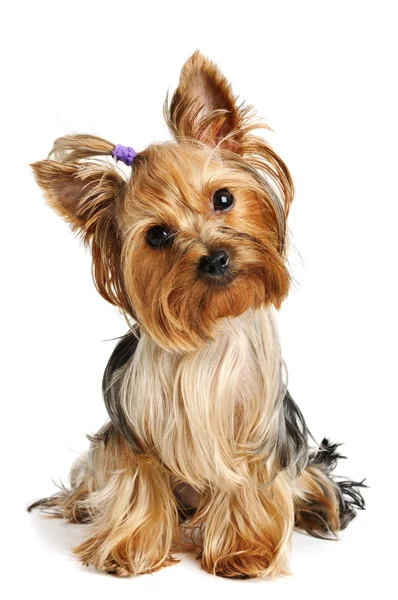 Yorkshire terrier Immagini Stock Royalty Free