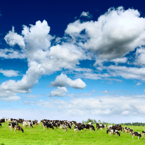 Herd cows