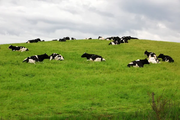 Стадо коров в зеленой траве — стоковое фото