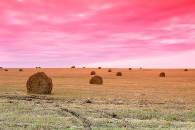 Farmers field full of hay bales clipart