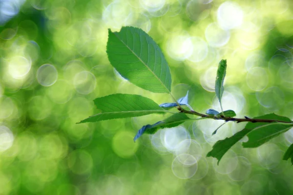 Zelené listy jasně ekologie pozadí — Stock fotografie
