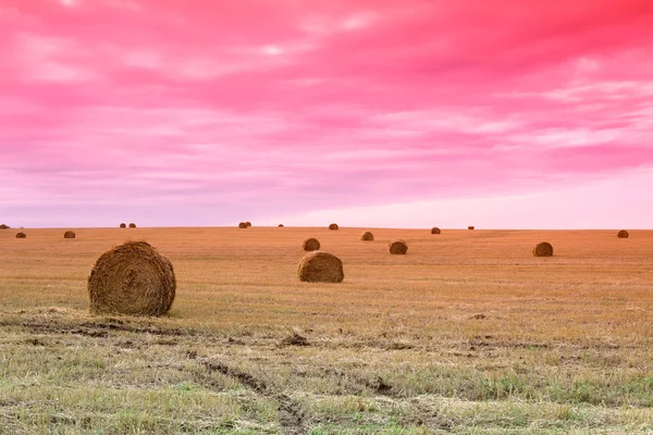 Jordbrukarnas fält fullt av höbalar — Stockfoto