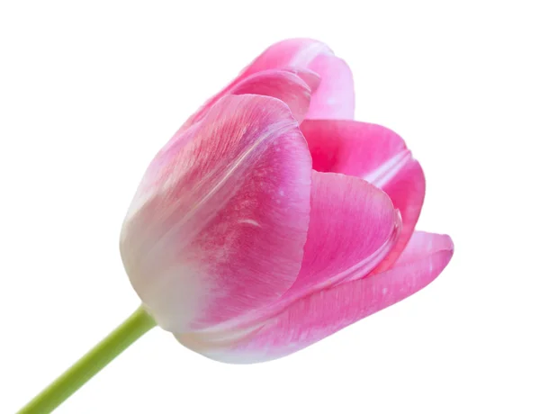 Tulipán rosa . —  Fotos de Stock