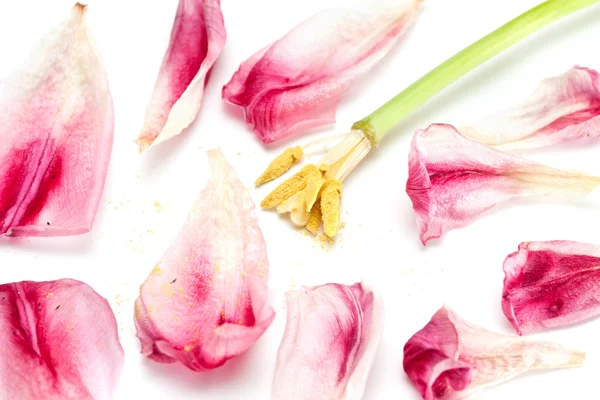 Kifakult tulipán. — Stock Fotó