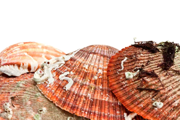 Морские раковины . — стоковое фото