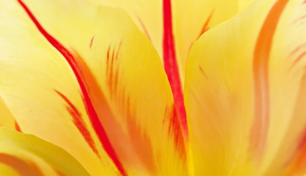 Röd-gul tulpan. — Stockfoto