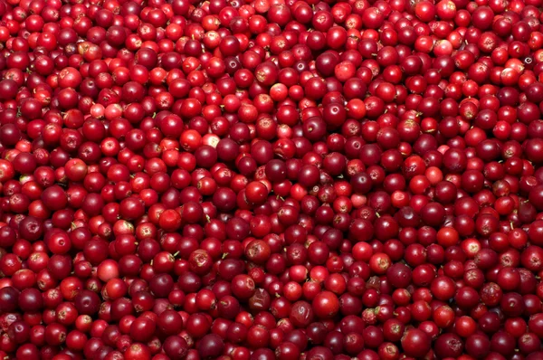 Red bilberries. — Stock Photo, Image