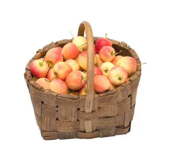 Cultivo de manzanas . — Foto de Stock