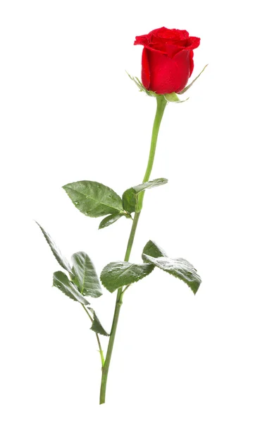 Червона троянда — стокове фото