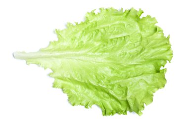 Green Lettuce clipart