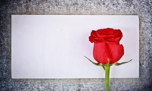 Rode rose en brief — Stockfoto