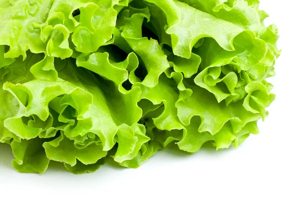 绿色生菜 — 图库照片