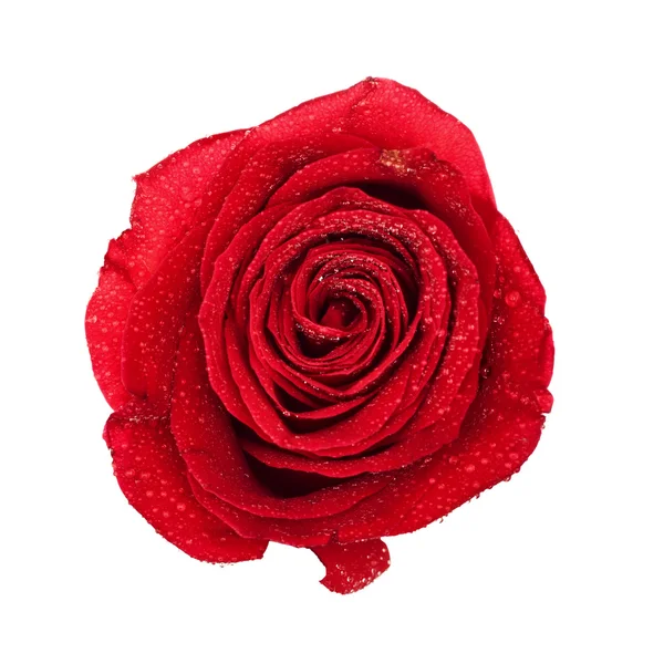 红玫瑰花蕾 — 图库照片