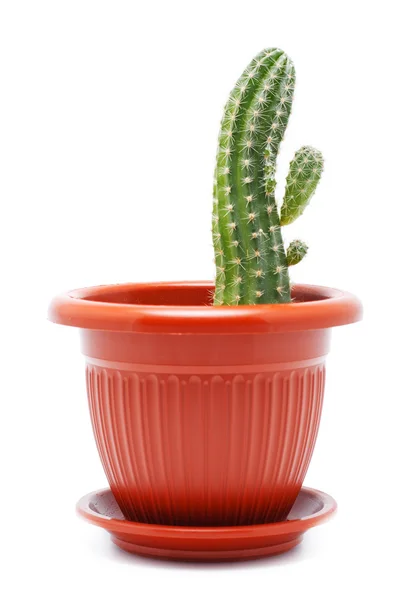 Garnek kaktus — Zdjęcie stockowe