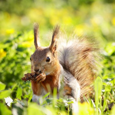 Squirrel with Pinecone clipart