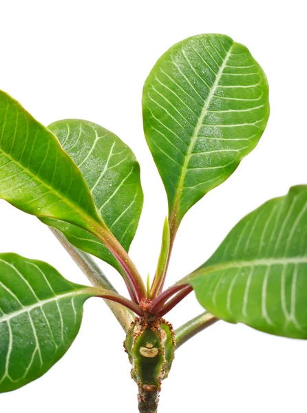 Stock image Green Leaves