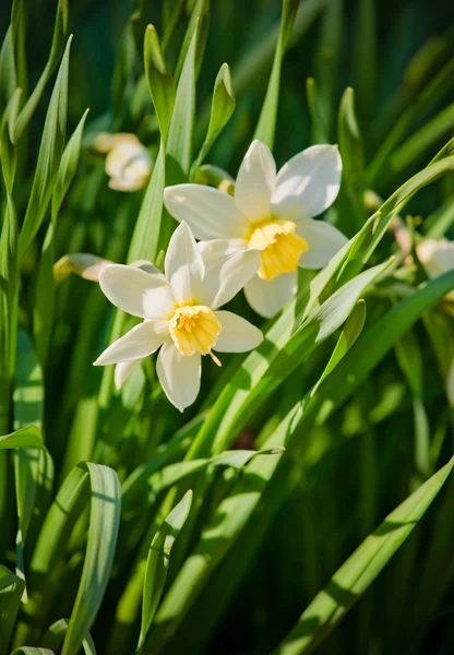 stock image Bright Daffodils