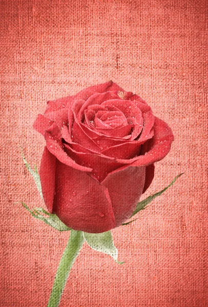 빨간 장미 꽃 봉 오리 — 스톡 사진